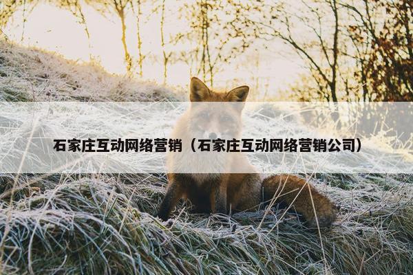 石家庄互动网络营销（石家庄互动网络营销公司）
