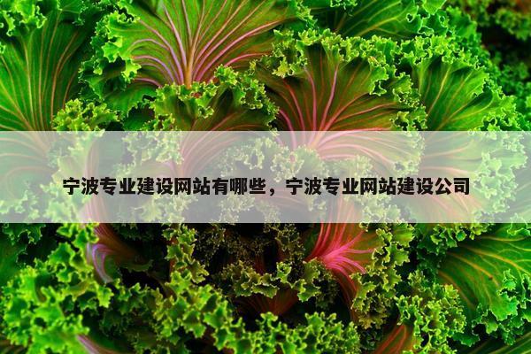 宁波专业建设网站有哪些，宁波专业网站建设公司