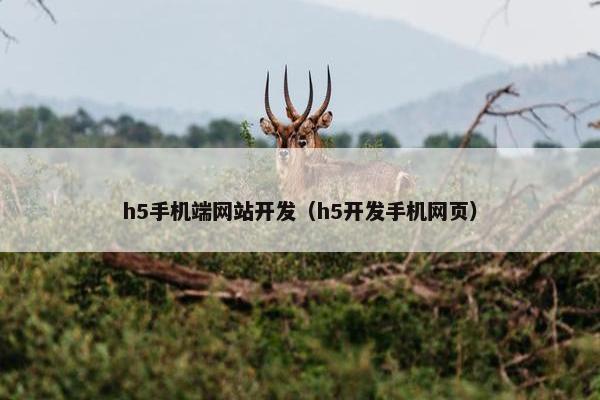 h5手机端网站开发（h5开发手机网页）